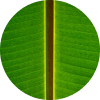 plaintain-leaf